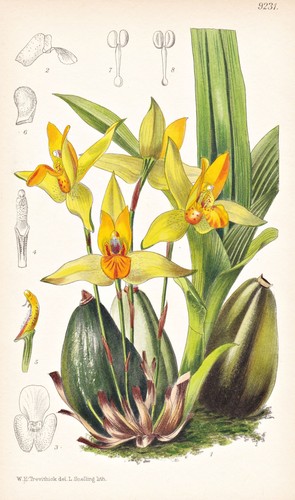 Lycaste suaveolens america - suaveolens,