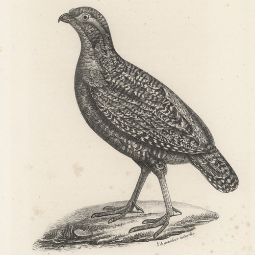 Ornitologia avifauna quaglia - avifauna,