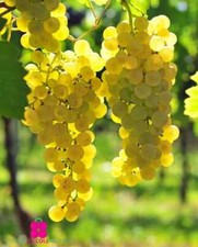 Pianta di Vite FRANCESE BIANCA