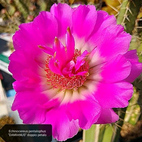 Echinocereus penta - ., (damianus)