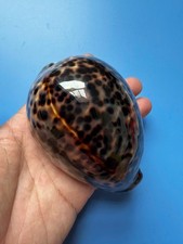 100 cypraea tigris - 100,6,