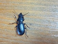 Coleoptera Carabidae  Female