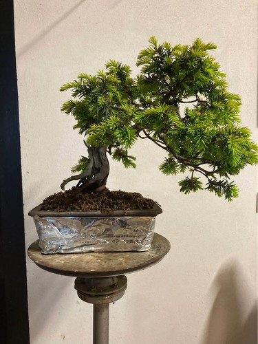 Bonsai tasso baccata vaso - in,