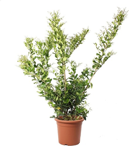 Ligustrum texanum piante - ligustrum,