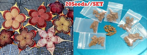 20see set edithcolea - 20see-ds/set,