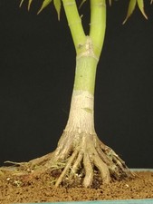 BONSAI ACERO Giapponese Acer