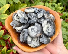 Goniatite Fossils, Ancient