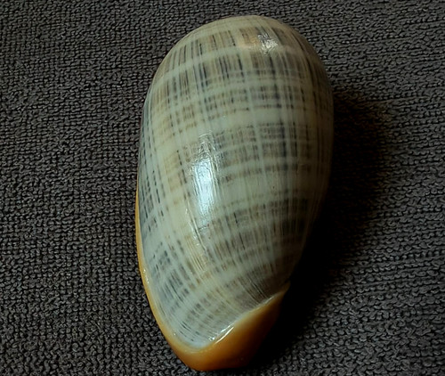 Cryptospira elegans 40mm