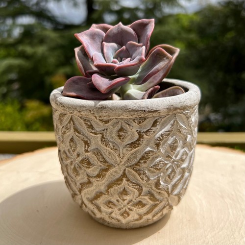 Fioriera succulenta set - , 2