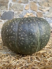 Zucca Zuccurí Siciliana 20 Semi