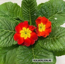 Primula Vulgaris Rossa-Gialla