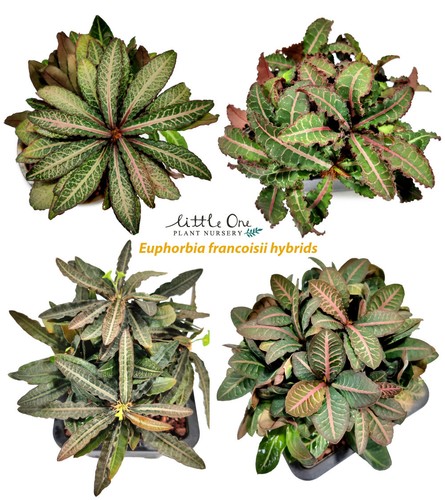 Semi ibridi euphorbia - semi,