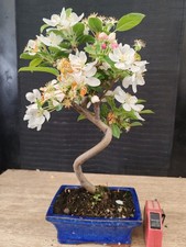 Bonsai melo h 37 - h, cm