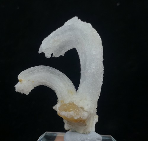 Selenite forma corno - (gesso),