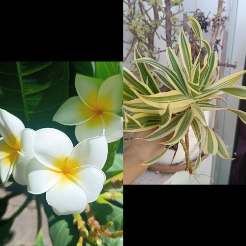 Plumerias 2 dracaena - 2,