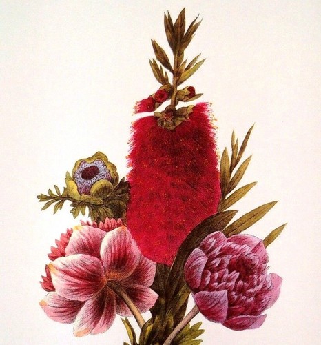 Redoute bouquet floreale fiori - redoute,