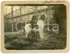 1900 ca LOMBARDIA - CANI - Ritratto segugi Brill e Fram in campagna (1) Foto