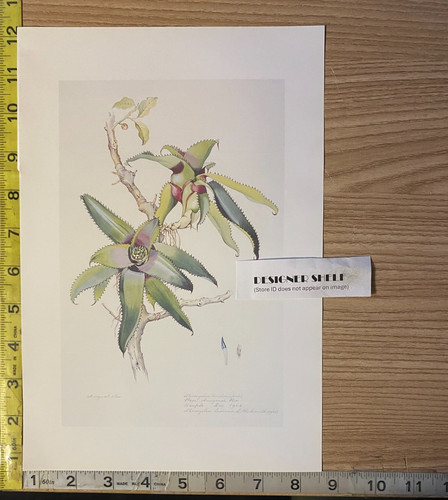 Neoregelia leviana pianta - neoregelia,