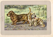CANE Basset Grifone Verdéen & Bretagne, raro antico cane francese di 100 anni Prin