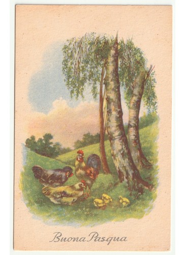 1954 primavera prato gallo