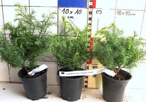 Cryptomeria elegans viridis - cryptomeria, "elegans-viridis"