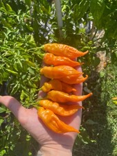 10 semi di peperoncino Aji