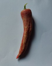 20 semi di Peperoncino