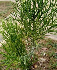 Suculenta euphorbia tirucalli - suculenta,