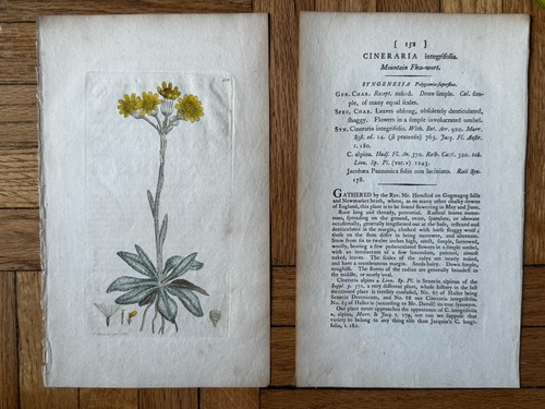 Antica incisione 1797 - antica,