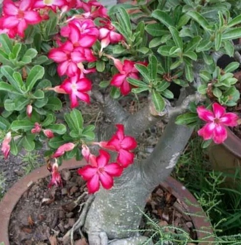 Adenium obesum suculentas - adenium,