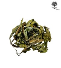 Foglie intere di platano