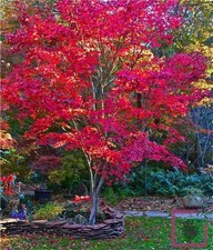 Acer palmatum fire glow - "fire, glow"