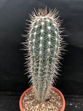 PACHYCEREUS PRINGLEI - VIVAIO