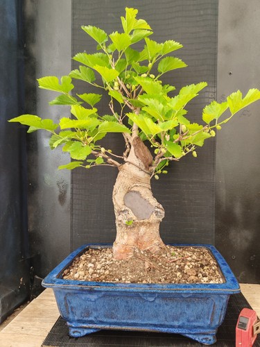 Bonsai gelso 54 cm - h,