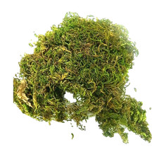 Busta Muschio +/- 90 Gr - Ottima Qualità Erba Presepe Vegetazione