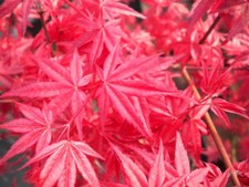 Acer palmatum deshojo - acer, "deshojo"