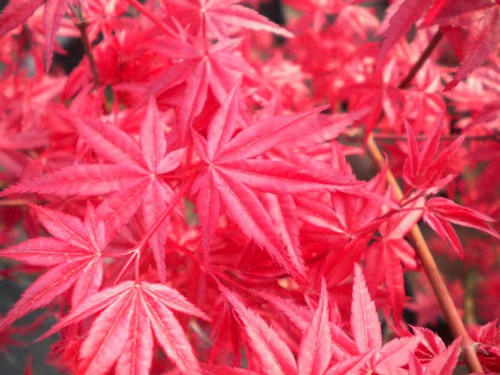 Acer palmatum deshojo - acer, cv.