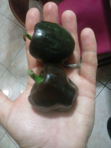 Peperoncino chilhuacle negro - chilhuacle,