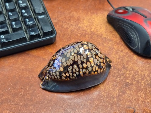 Jumbo large gigantic cypraea - gigantic,