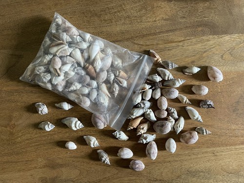 Conchiglie marine 100 - marine, 100%