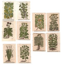 Stampe antiche ERBARIO MATTIOLI MATTHIOLI LOTTO 10 INCISIONI 1645 Antique print