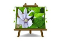 Clematis Grandi Fiori Lilla