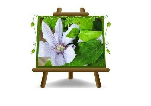 Clematis grandi fiori lilla - fiori,