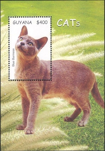 Guyana 2007 blu birmano gatti - guyana,