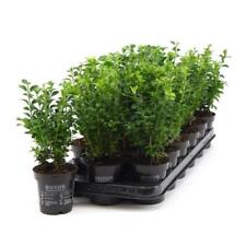 Bosso circa 25 cm arbusto