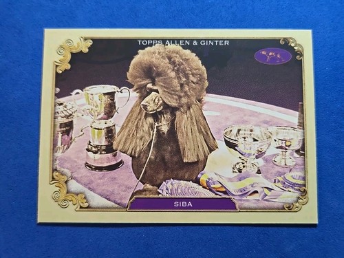 2024 siba topps allen - 2024,