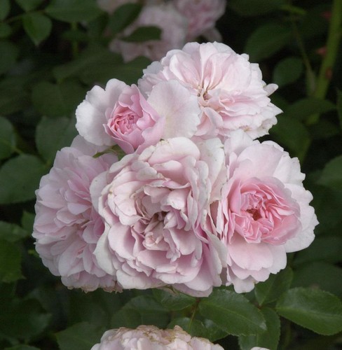 Rosa alto fusto bonica - rosa, bonica®