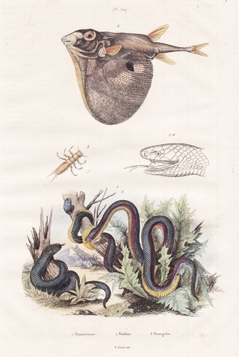 Pesce palla triodon - pesce,
