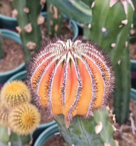 Decorazione innestata