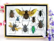 Pezzo unico - Veri insetti